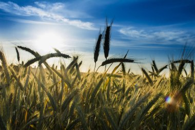 Güneşli bir bahar gününde gün doğumunda buğday tarlası