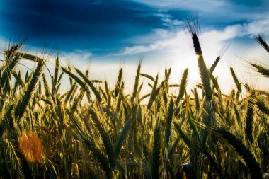 Güneşli bir bahar gününde gün doğumunda buğday tarlası