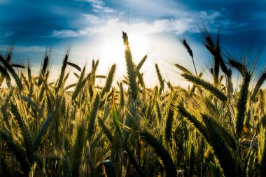 Güneşli bir bahar gününde gün doğumunda buğday tarlası