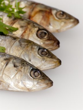 maydanoz yaprakları ile taze sardalye