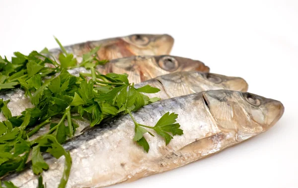 Fresh sardines with parsley leaves — Stock Photo, Image