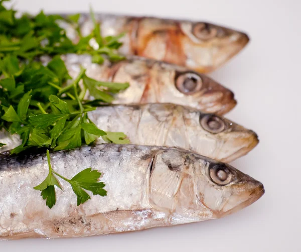Fresh sardines with parsley leaves — Stock Photo, Image