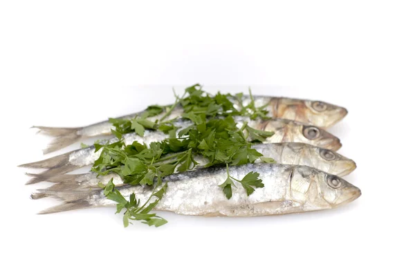 Fresh sardines with parsley leaves — Stock Photo, Image