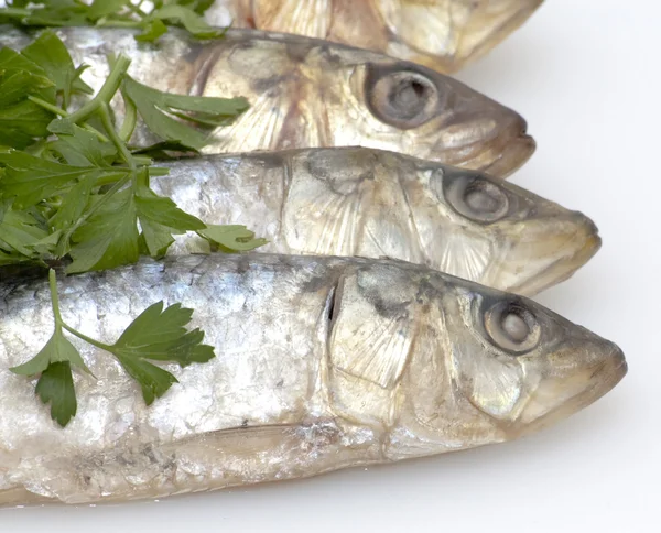 Fresh sardines with parsley leaves — Stock Photo, Image