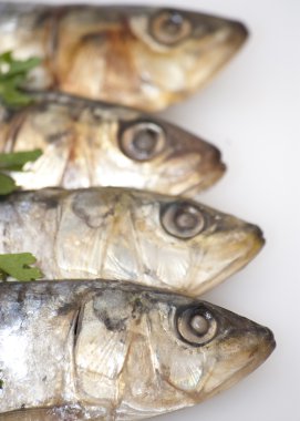 beyaz zemin üzerine taze sardalye 