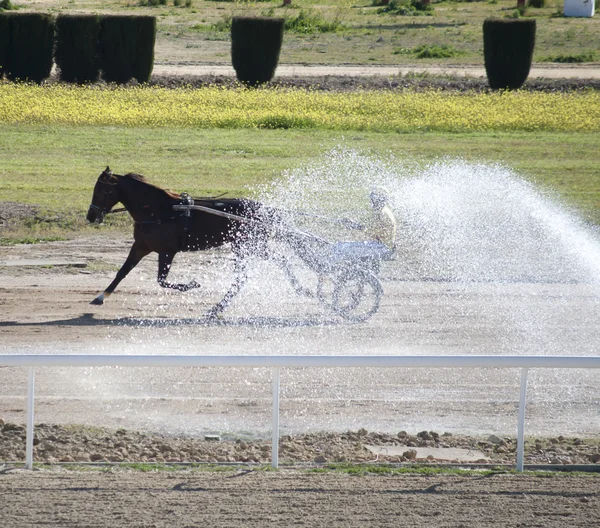 Pferderennen — Stockfoto