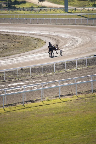 Hesteløp – stockfoto