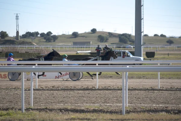 Course de chevaux — Photo