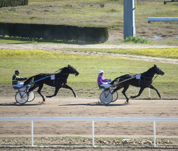 Course de chevaux — Photo