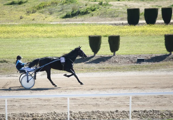 Course de chevaux — Photo