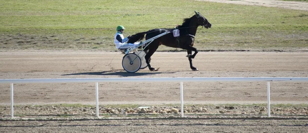 Horse racing — Stock Photo, Image