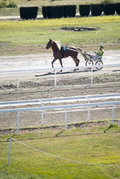 Horse racing — Stock Photo, Image