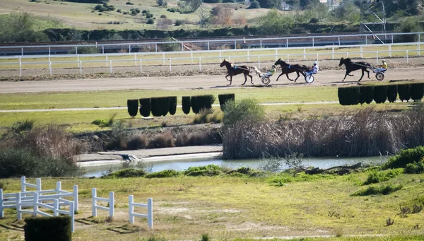 Course de chevaux — Photo