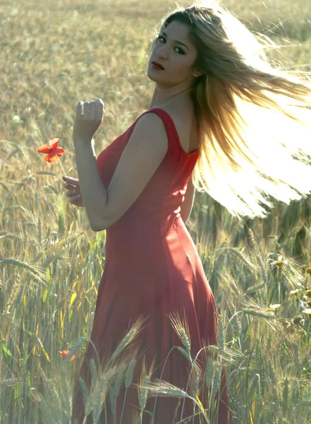 Gün batımında buğday alanında güzel sarışın kadın — Stok fotoğraf