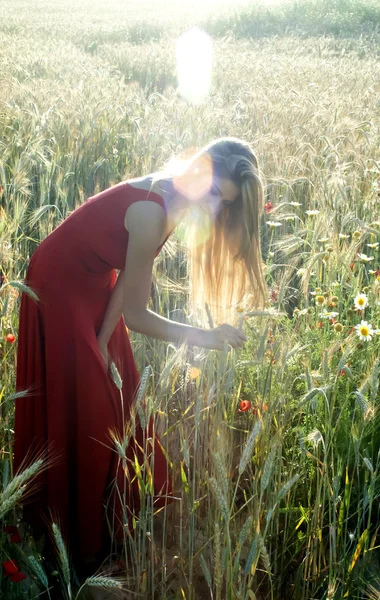 Gün batımında buğday alanında güzel sarışın kadın — Stok fotoğraf