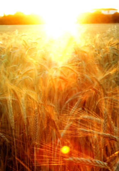 Weizenfeld am Sonnenaufgang eines sonnigen Tages — Stockfoto