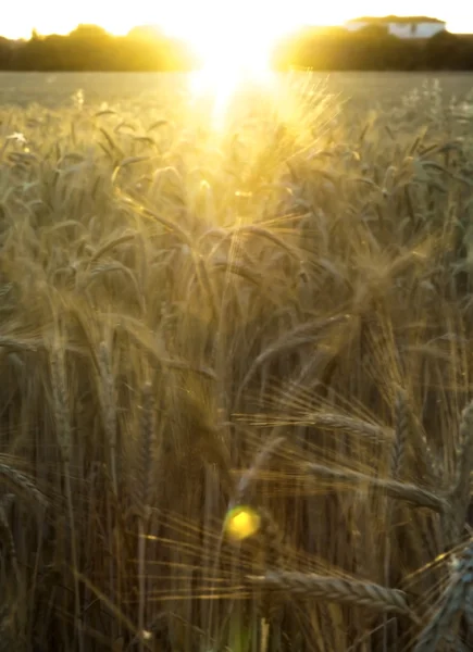 Weizenfeld am Sonnenaufgang eines sonnigen Tages — Stockfoto