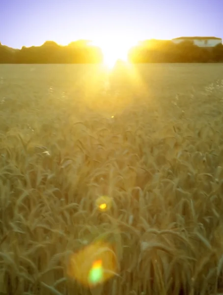 Tarweveld op de zonsopgang van een zonnige dag — Stockfoto