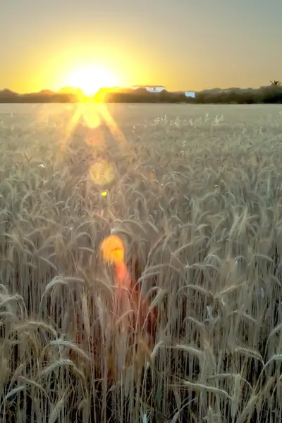 Weizenfeld am Sonnenaufgang eines sonnigen Tages — Stockfoto