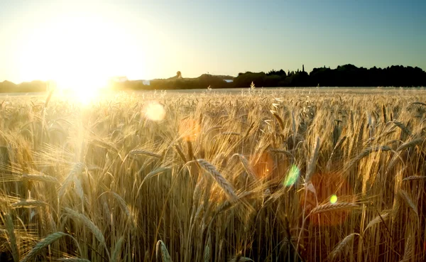 Weizenfeld am Sonnenaufgang eines sonnigen Tages — Stockfoto