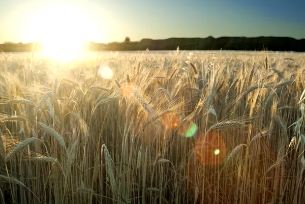 Weizenfeld am Sonnenaufgang eines sonnigen Tages — Stockfoto