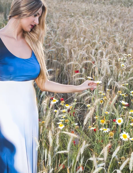 Mulher loira bonita em um campo de trigo ao pôr do sol — Fotografia de Stock