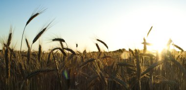 güneşli bir gün gündoğumu sahada buğday