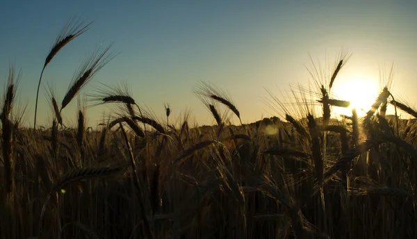 Weizenfeld am Sonnenaufgang eines sonnigen Tages — Stockfoto