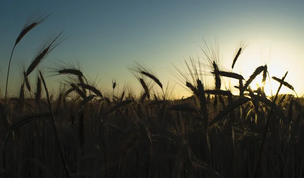 Weizenfeld am Sonnenaufgang eines sonnigen Tages — Stockfoto