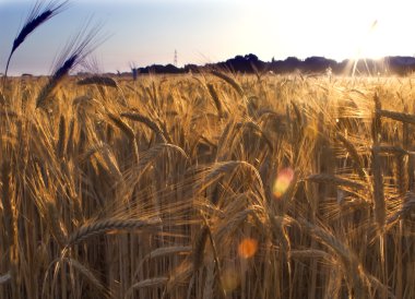 güneşli bir gün gündoğumu sahada buğday
