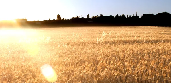 Weizenfeld am Sonnenaufgang eines sonnigen Tages — Stockfoto