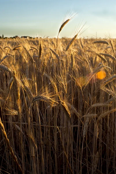 Пшеничне поле на світанку сонячного дня — стокове фото
