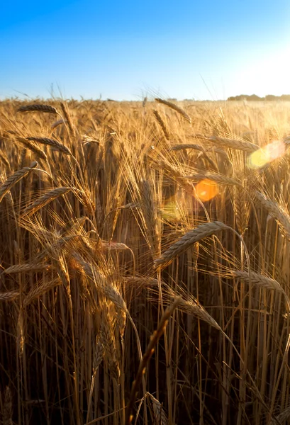 Wheat field on the sunrise of a sunny day Stock Photo