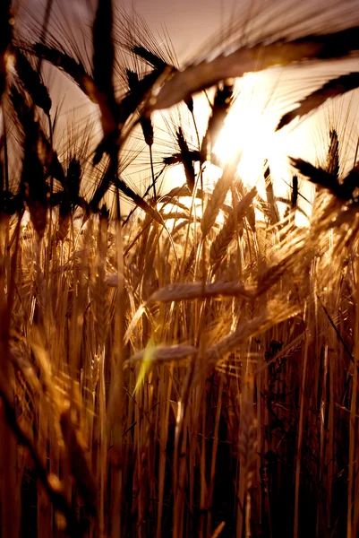 Weizenfeld am Sonnenaufgang eines sonnigen Tages — Stockfoto