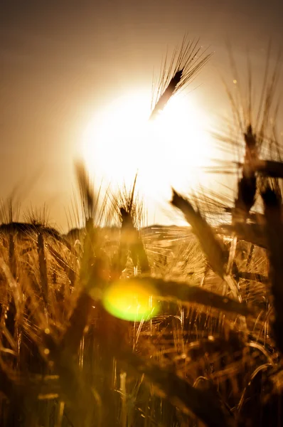 Weizenfeld am Sonnenaufgang eines sonnigen Tages — Stockfoto