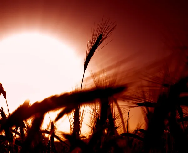 Pole pszenicy na świt słoneczny dzień — Zdjęcie stockowe