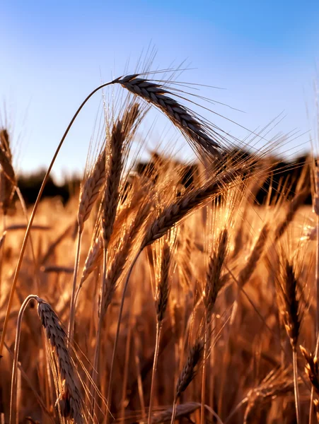 Wheat field on the sunrise of a sunny day Stock Photo