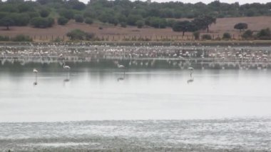 Sığ göl kuşlar bir bulutlu gün şafak dolu.