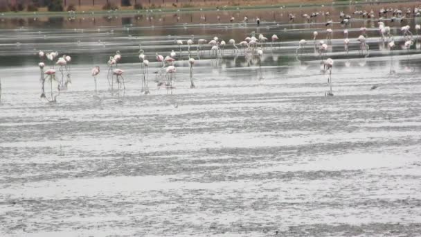 Flacher See voller Vögel im Morgengrauen eines bewölkten Tages. — Stockvideo