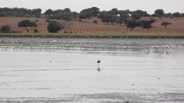 Płytkie jezioro pełne ptaków świcie pochmurny dzień. — Wideo stockowe