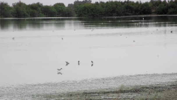 Lac peu profond plein d'oiseaux à l'aube d'une journée nuageuse . — Video