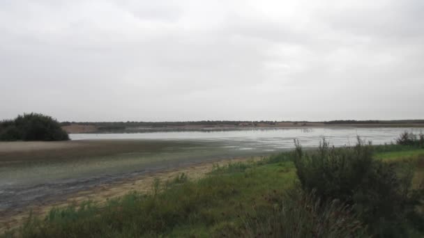 Lago poco profundo lleno de aves al amanecer de un día nublado . — Vídeos de Stock