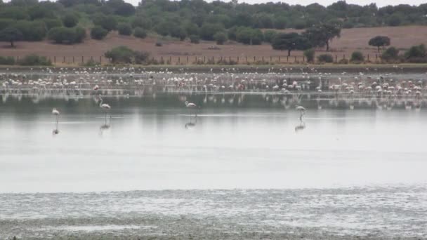 Płytkie jezioro pełne ptaków świcie pochmurny dzień. — Wideo stockowe