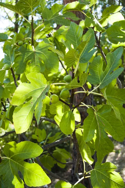 Reife Frau mit Hut bei der Gartenarbeit — Stockfoto