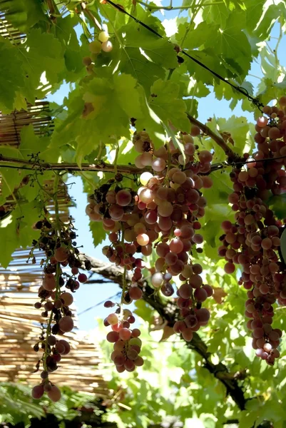 Vinstockar med klasar av druvor en solig sommardag — Stockfoto