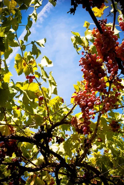 Vigne avec des grappes de raisins une journée d'été ensoleillée — Photo