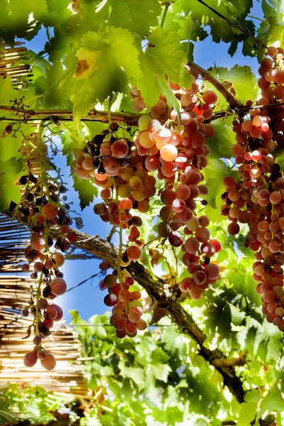 Vigne avec des grappes de raisins une journée d'été ensoleillée — Photo