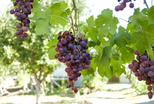 Vigne avec des grappes de raisins une journée d'été ensoleillée — Photo