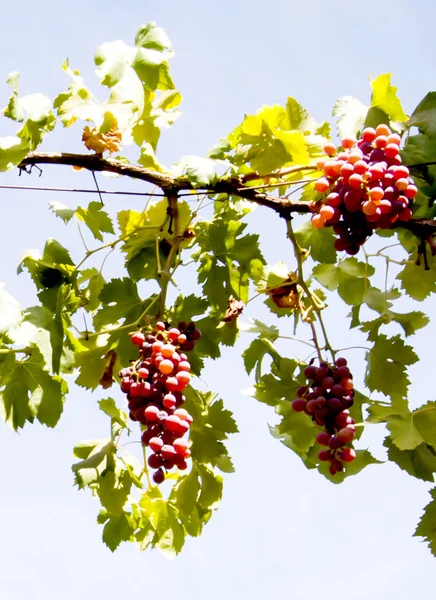 Videira com cachos de uvas um dia ensolarado de verão — Fotografia de Stock