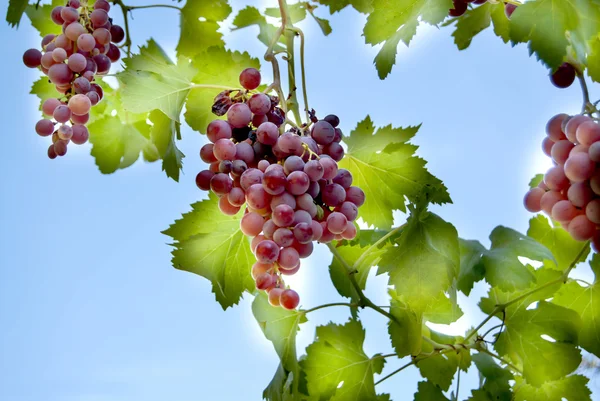 Videira com cachos de uvas um dia ensolarado de verão — Fotografia de Stock